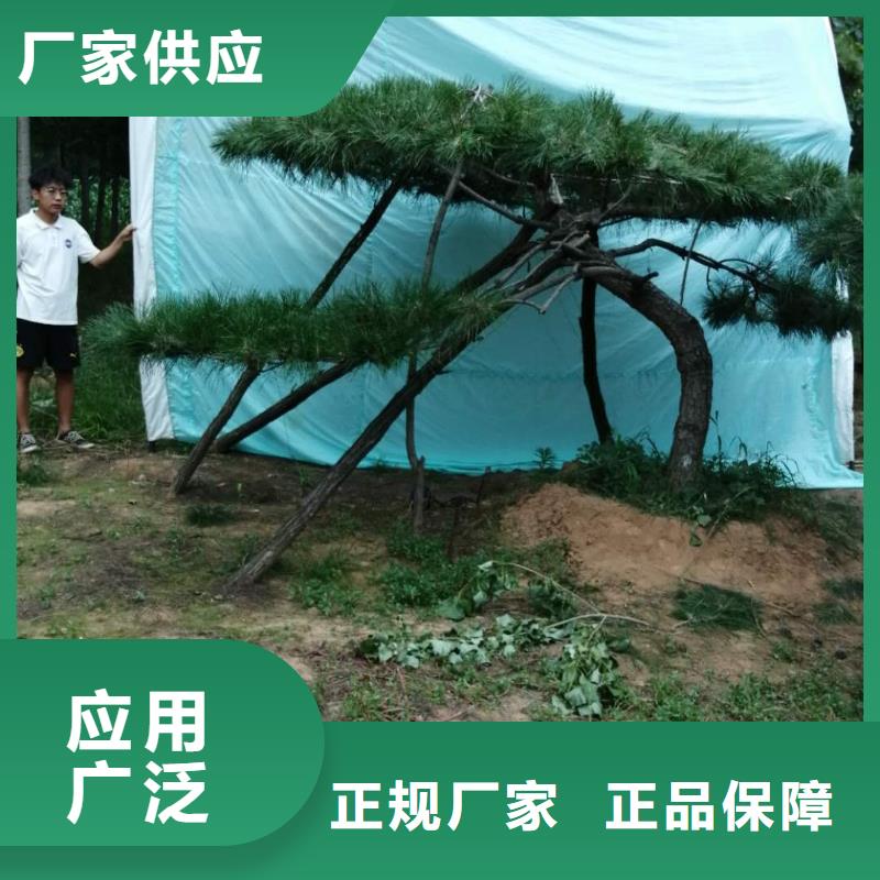 造型松造型松基地品质商家附近品牌