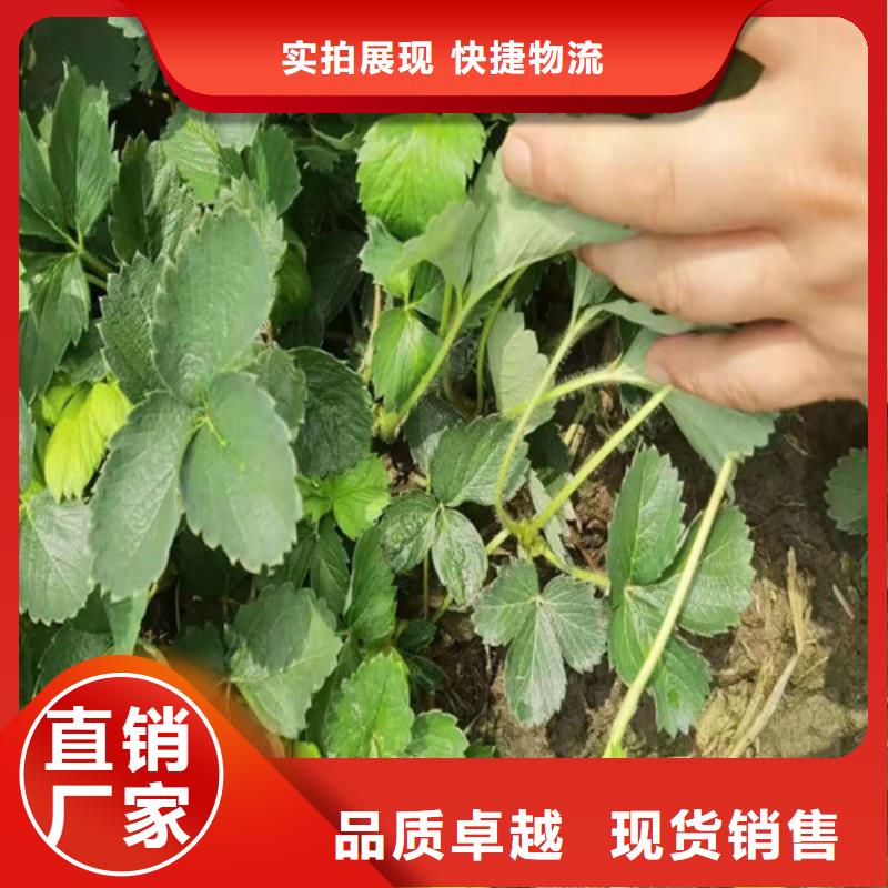 草莓苗_【苹果苗】按需设计当地公司