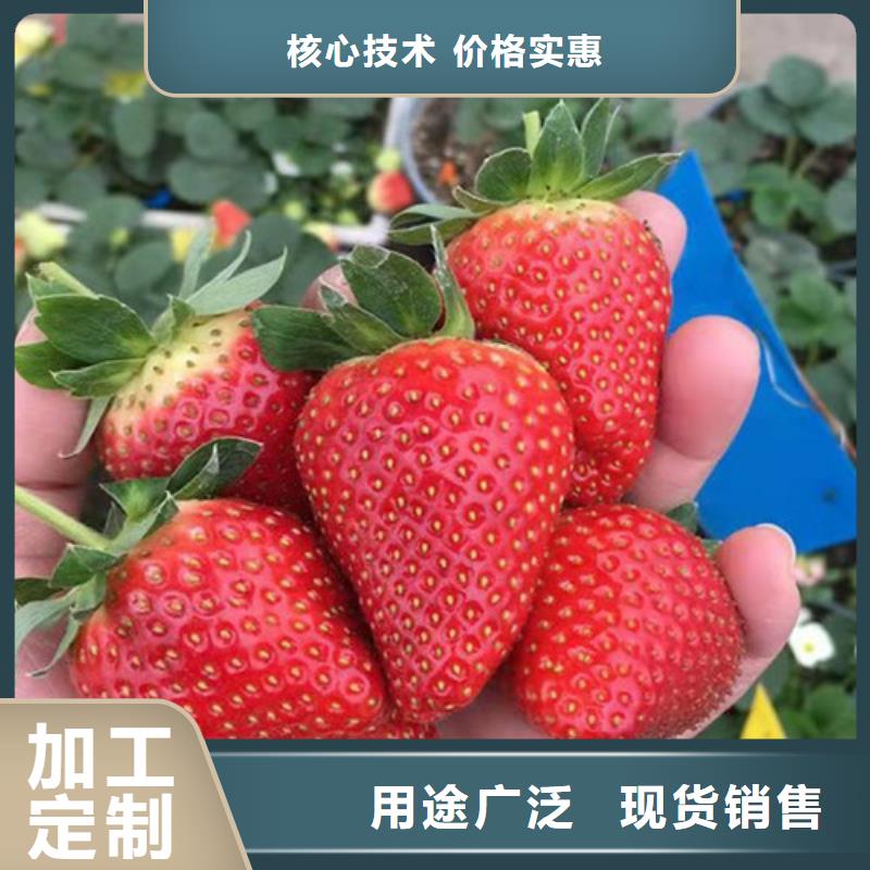 【草莓苗】樱桃树苗厂家直销安全放心支持大小批量采购