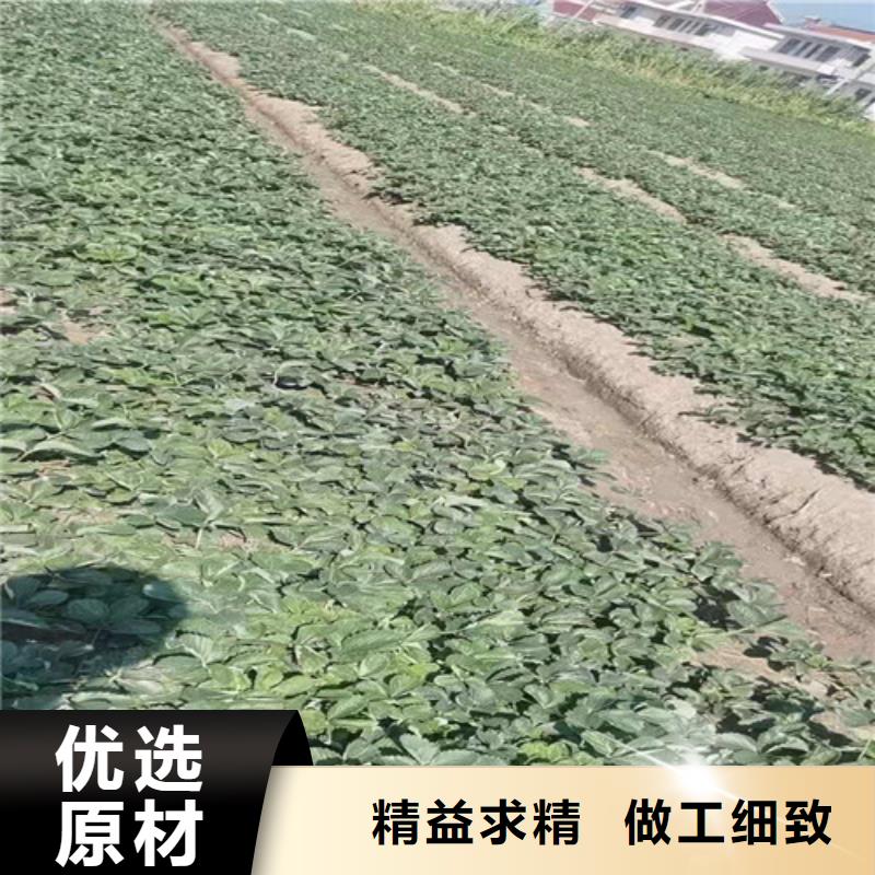 草莓苗棠梨苗产地批发优选好材铸造好品质