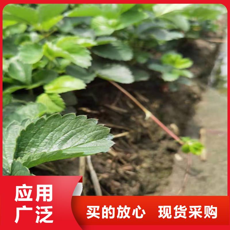 草莓苗香椿树苗多种工艺当地经销商