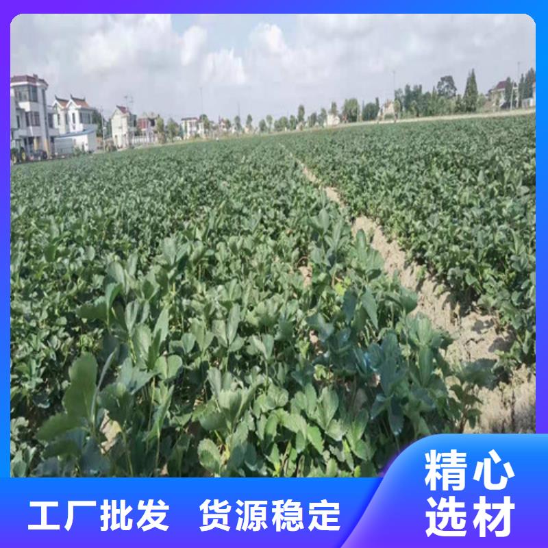 ​草莓苗,樱桃树苗高标准高品质当地服务商