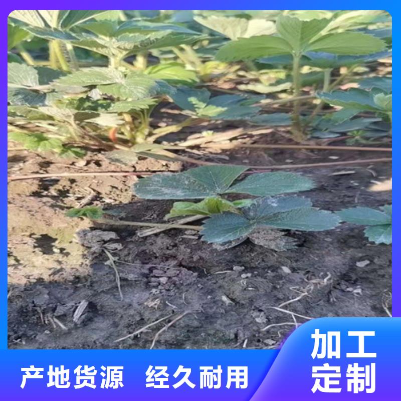 【草莓苗】-蓝莓苗价格透明当地厂家