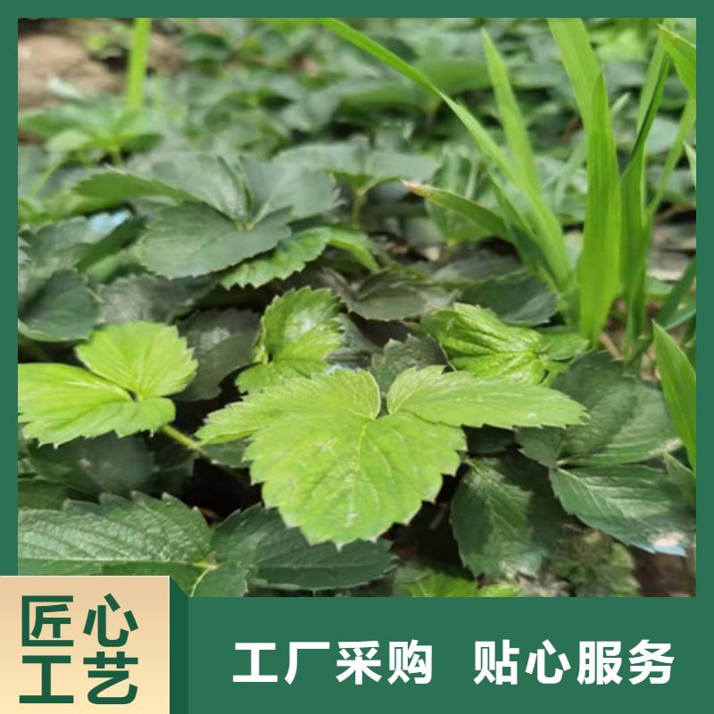 草莓苗-苹果苗价格实惠工厂直供源头厂家来图定制