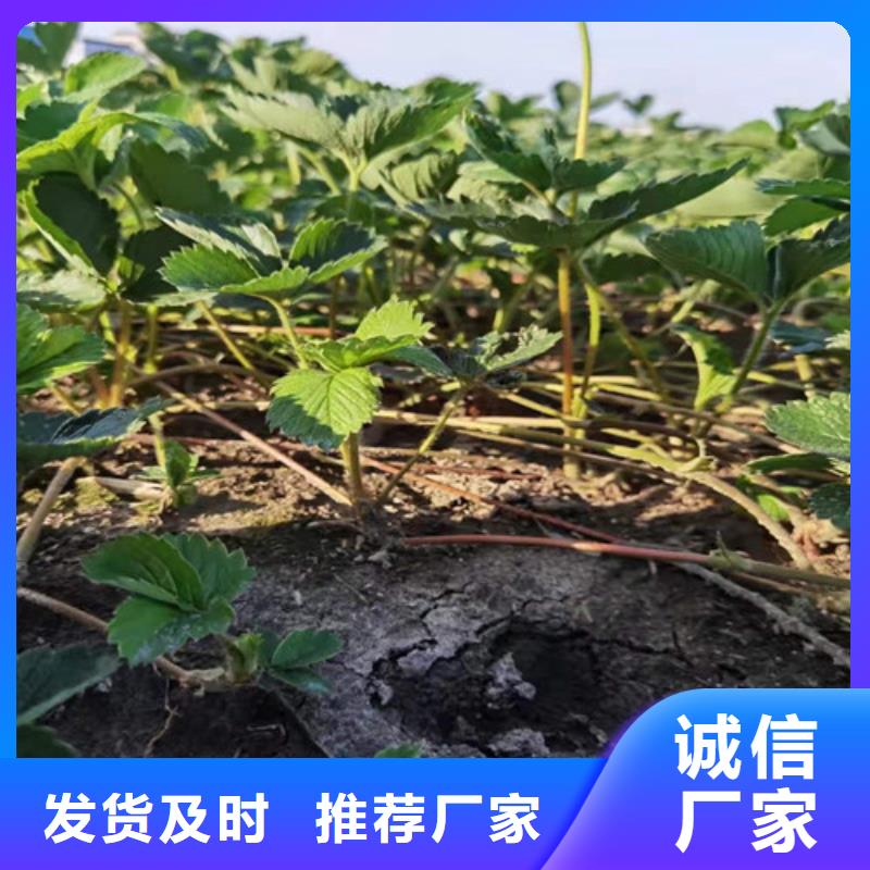 【草莓苗花椒苗工艺层层把关】产地批发