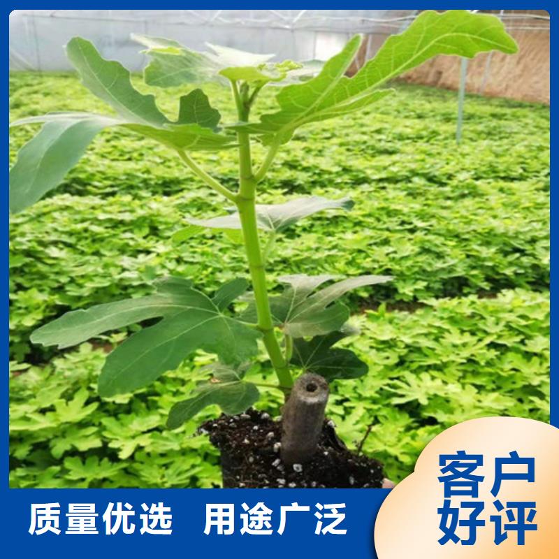 无花果樱桃树苗今日新品价格透明