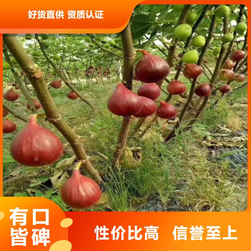 【无花果】_红耔山楂苗厂家批发价发货及时