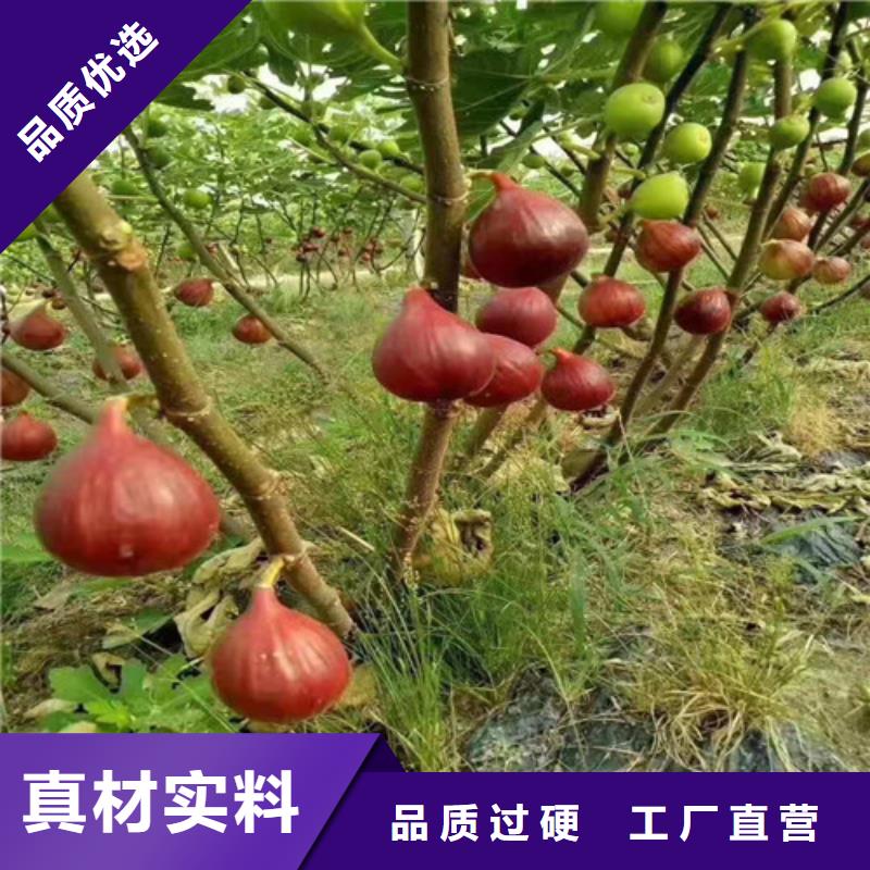 无花果桃树苗多年实力厂家当地生产商