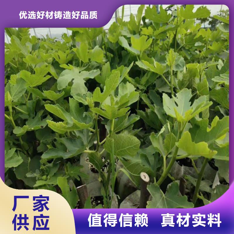 【无花果】_蓝莓苗细节展示产品细节