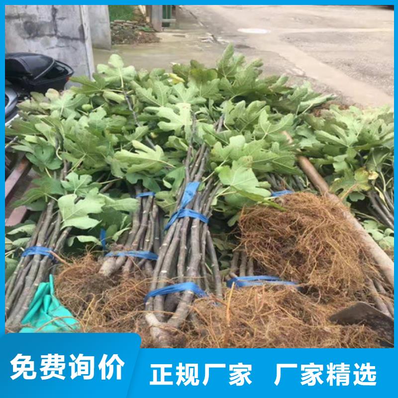 无花果大棚草莓苗产地工厂精心选材