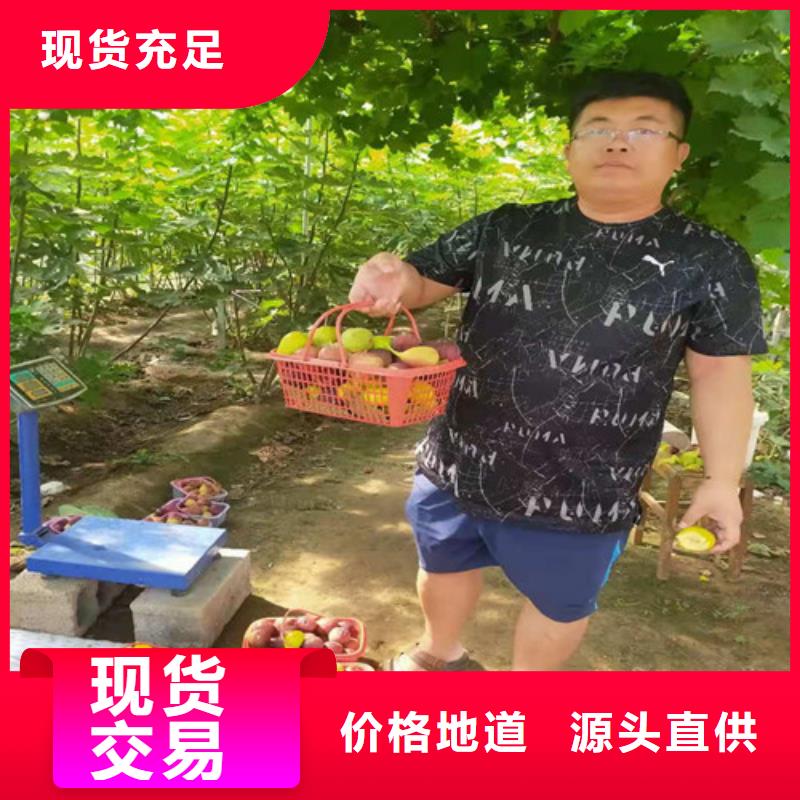 无花果樱桃树苗专业完善售后专业的生产厂家