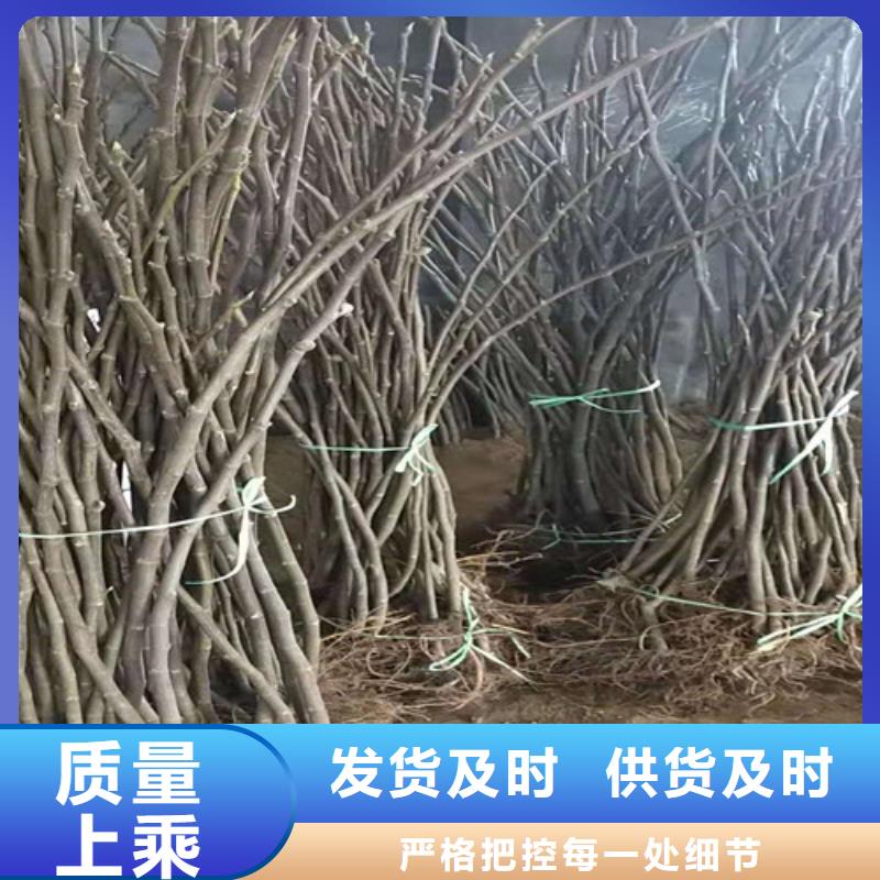 无花果,大棚草莓苗价格实惠当地公司