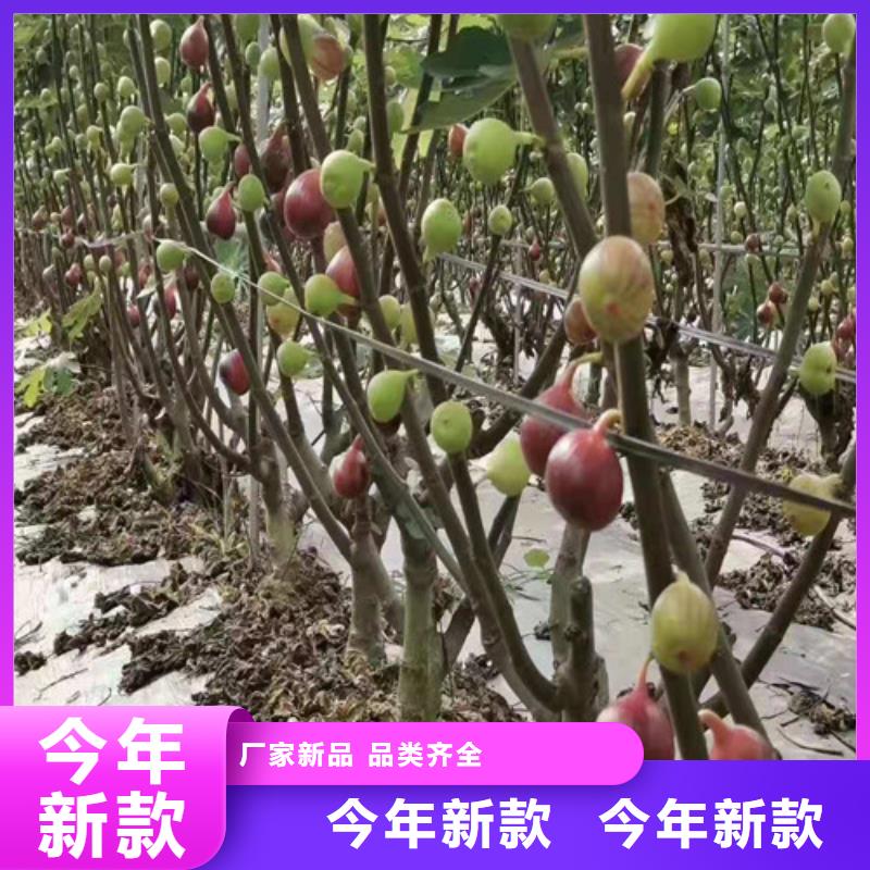 无花果大棚草莓苗工厂直供附近制造商