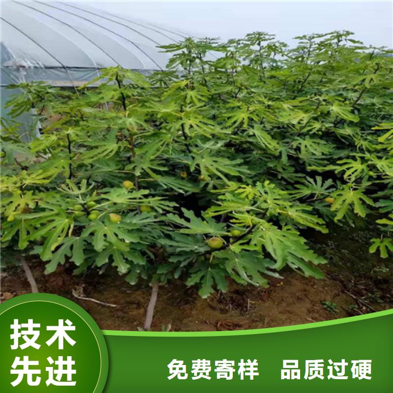 无花果木瓜海棠苗自营品质有保障多种规格库存充足