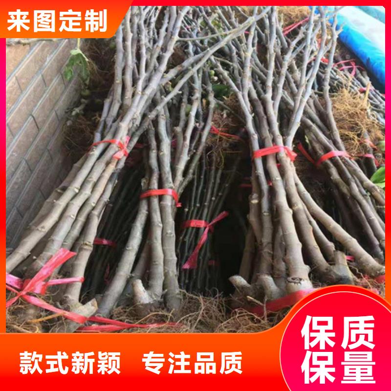 无花果梨树苗多年行业积累直销厂家