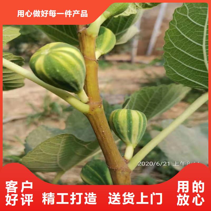 无花果珍珠油杏大库存无缺货危机同城公司