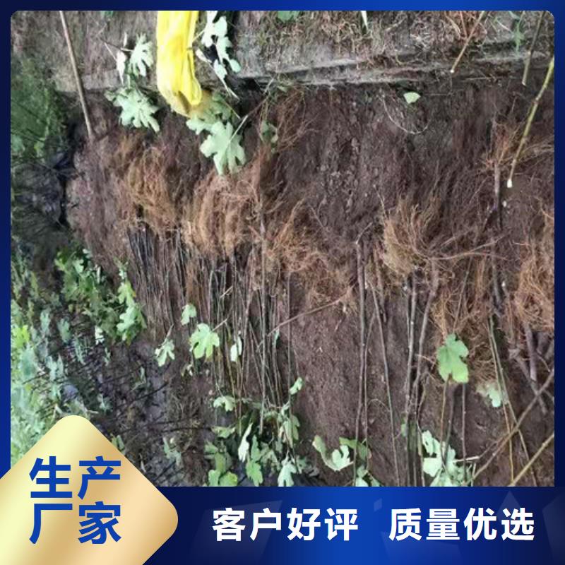 无花果_大棚草莓苗贴心服务价格地道