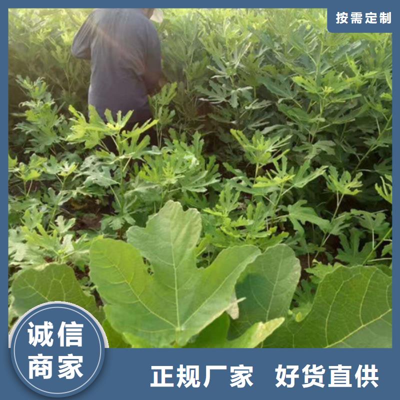 无花果大棚草莓苗大量现货供应专业设计