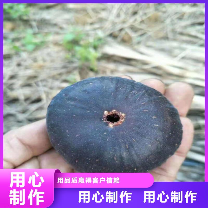 无花果大金星山楂苗出货快质量不佳尽管来找我