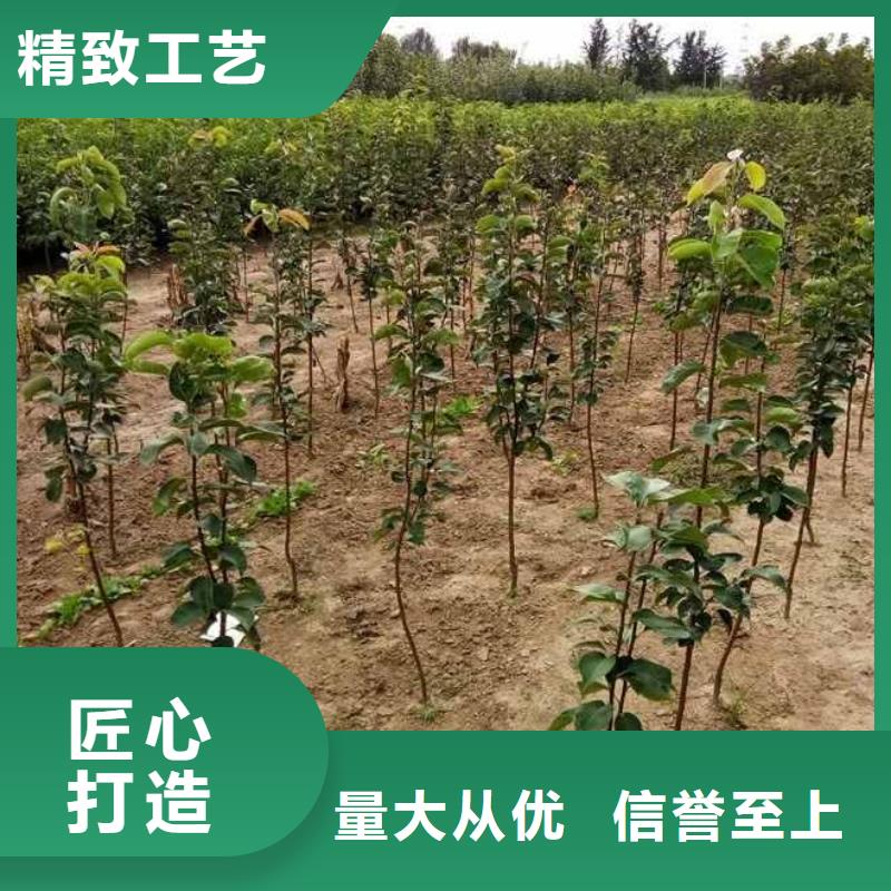 梨黄冠梨树苗厂家直销大量现货产品优势特点