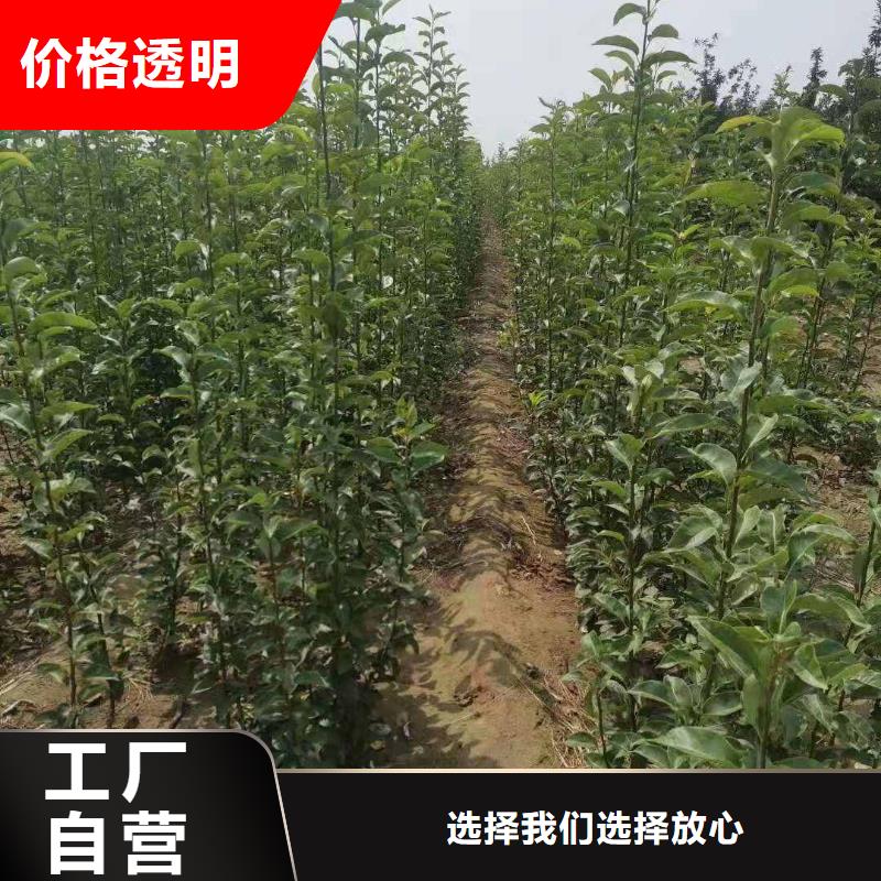 梨玉露香梨树苗颜色尺寸款式定制品质信得过