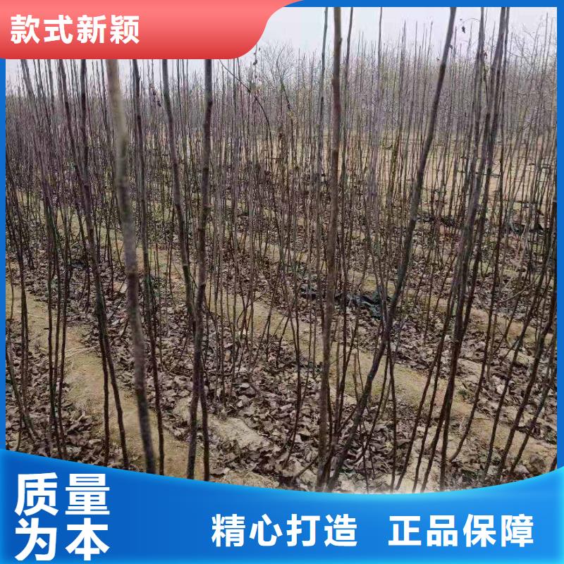 梨【北京十四号桃树苗】实体厂家大量现货<本地>生产厂家