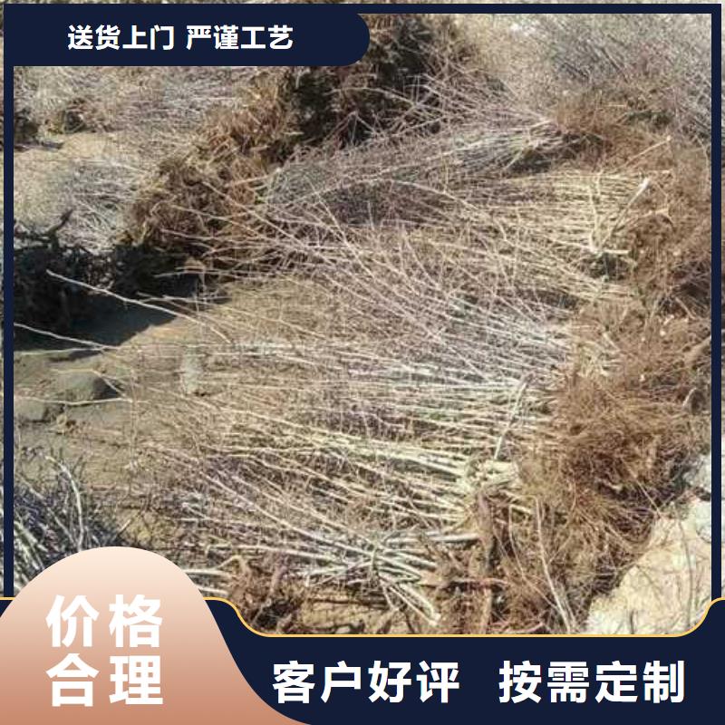 杜梨梨树苗基地性价比高优质原料