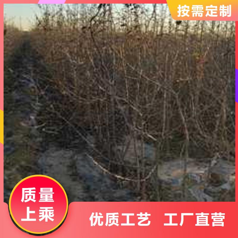 杜梨-梨树苗基地质检严格放心品质供应商