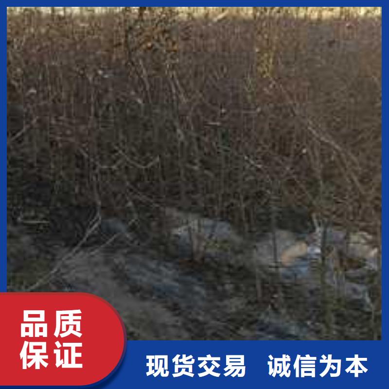 【杜梨山桃苗厂家案例】源头厂家来图定制