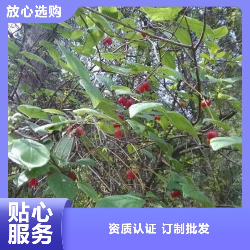 杈杷果苹果苗精心选材当地品牌