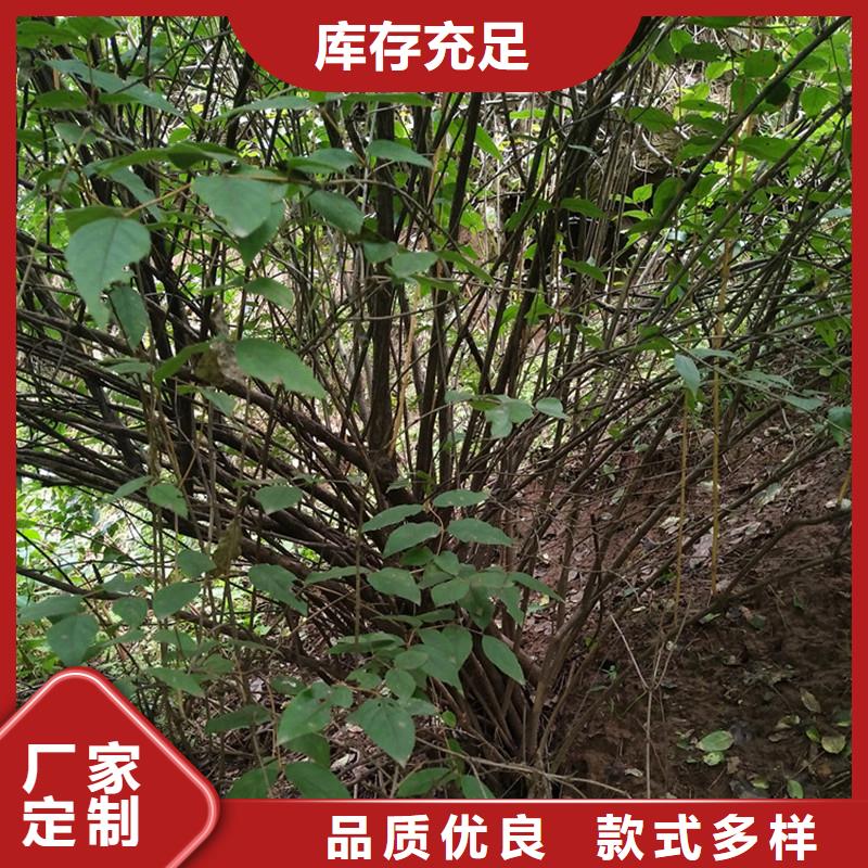 【杈杷果苹果苗产地直供】附近制造商