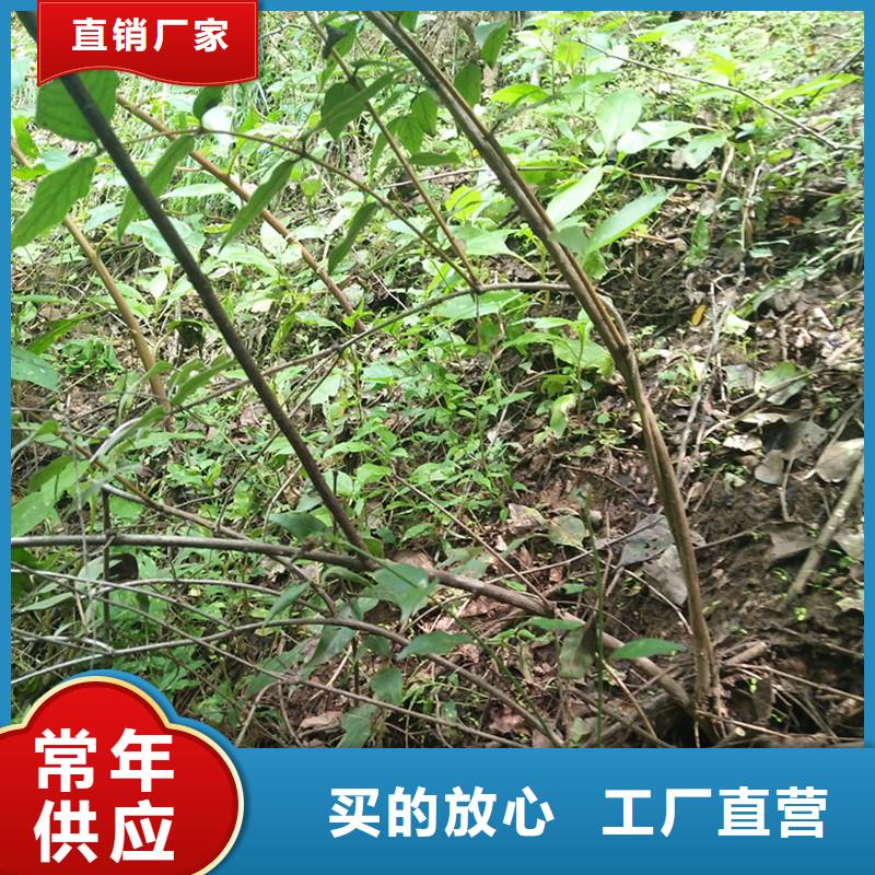 杈杷果【苹果苗】诚信为本随心所欲定制