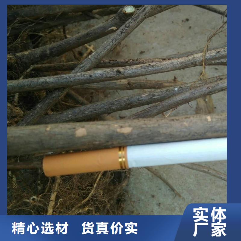 杈杷果石榴树用心提升细节专注细节更放心