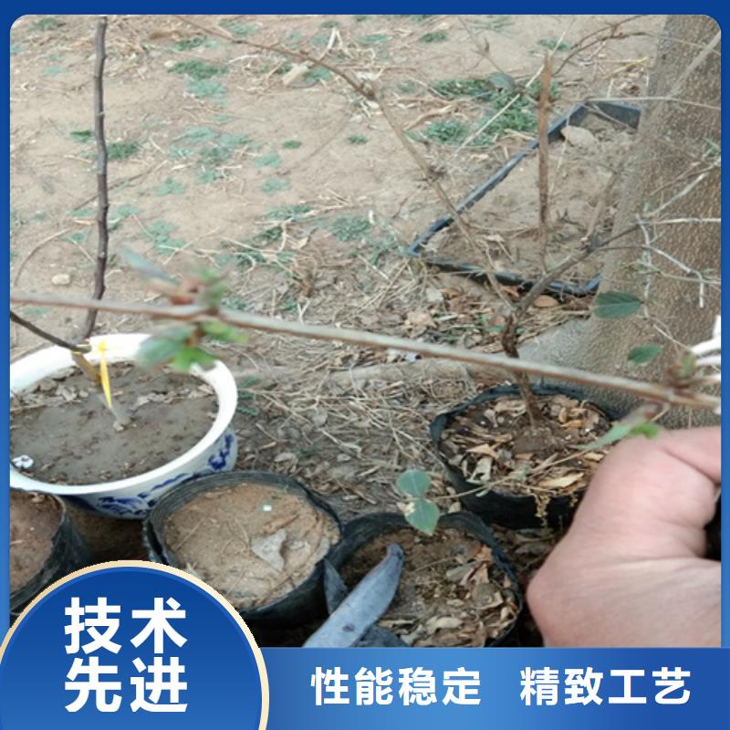 【杈杷果】苹果苗品质过硬支持定制