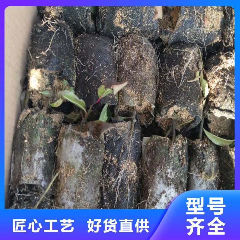 北美冬青草莓苗敢与同行比价格{当地}货源