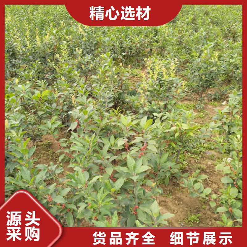 【北美冬青】奶油草莓重信誉厂家严格把关质量放心