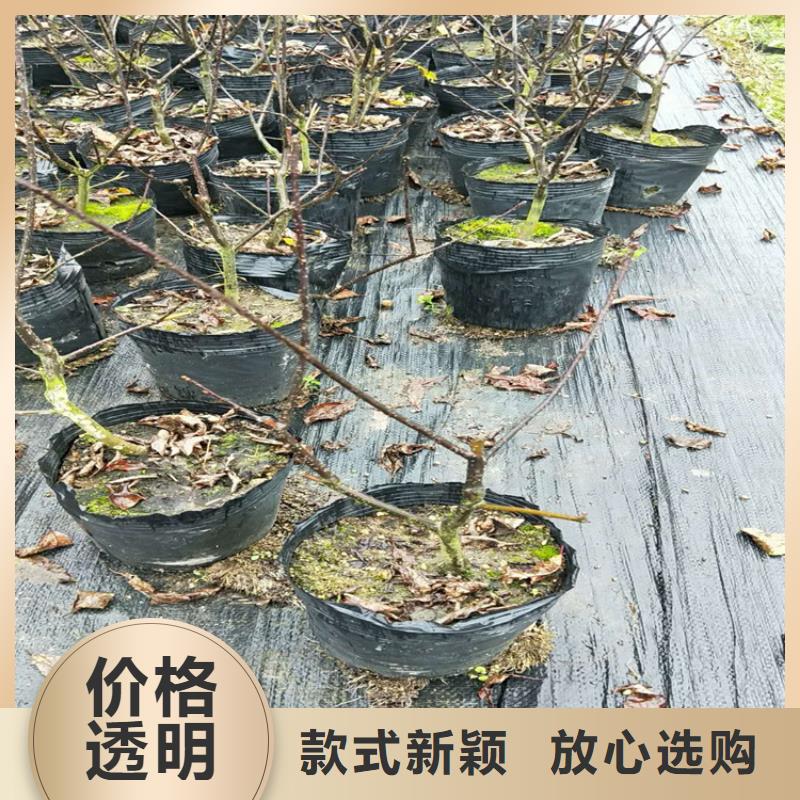 北美冬青【石榴树】选择我们没错{当地}品牌