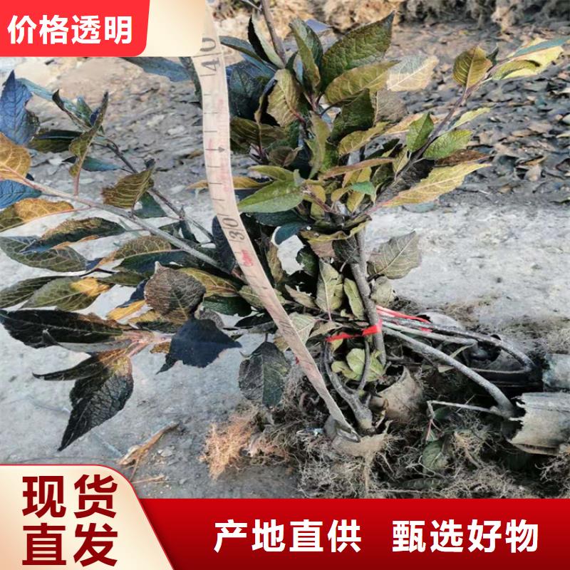 北美冬青苹果苗敢与同行比价格供应商