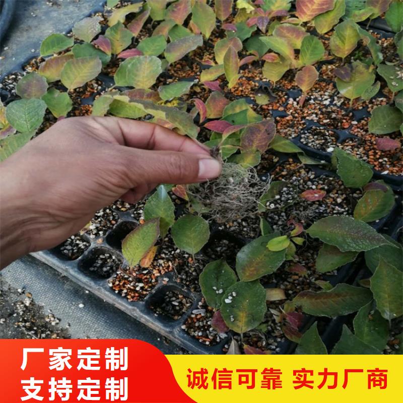 北美冬青,【苹果苗】卓越品质正品保障{当地}经销商