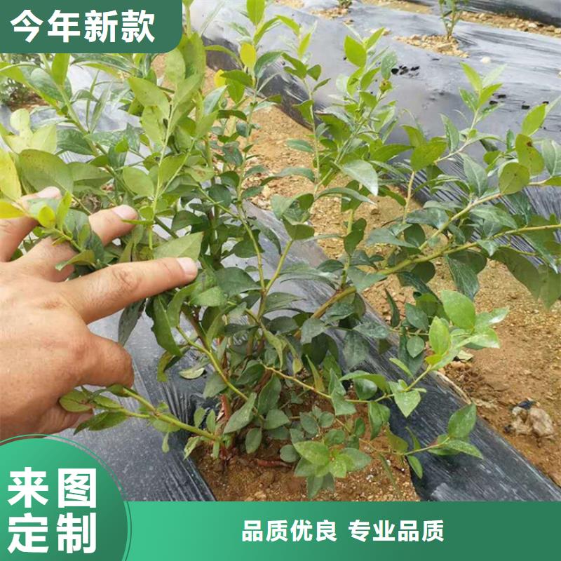 蓝莓苗草莓苗源头厂家量大价优厂家售后完善