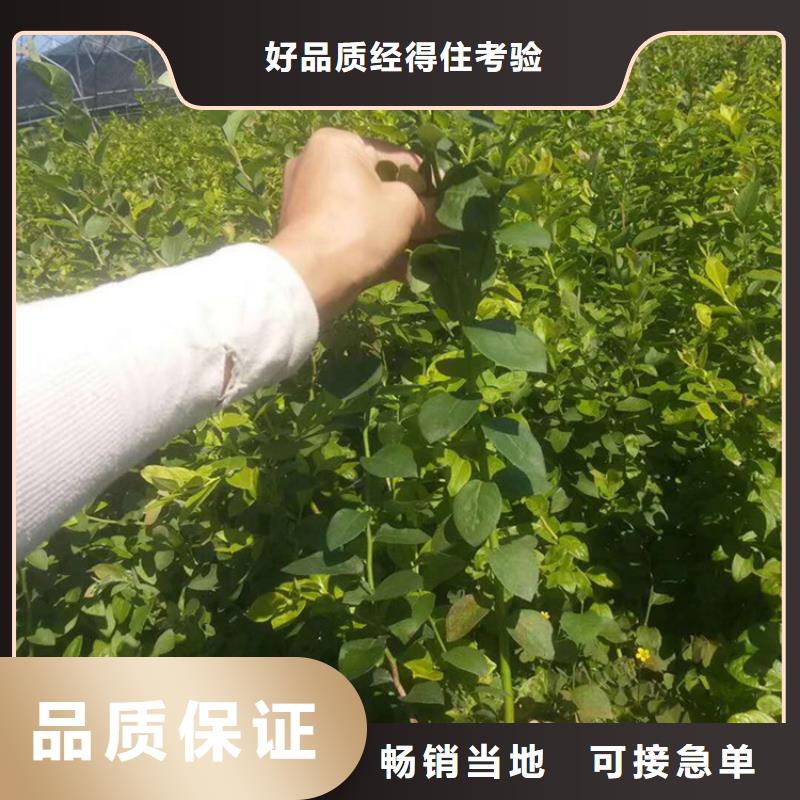 蓝莓苗_【无花果苗】专注生产制造多年适用范围广