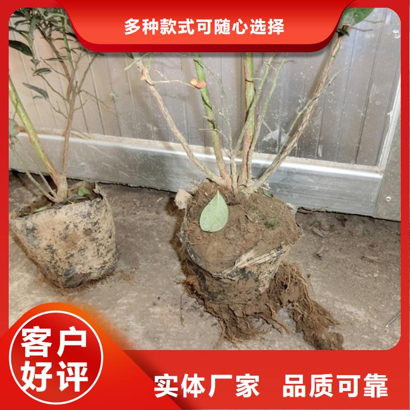 【蓝莓苗】,樱桃苗优质材料厂家直销好品质经得住考验