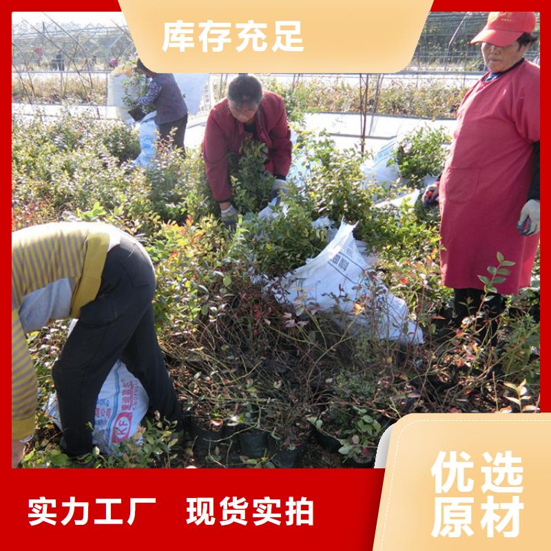 蓝莓苗,梨树苗工厂直销【当地】供应商