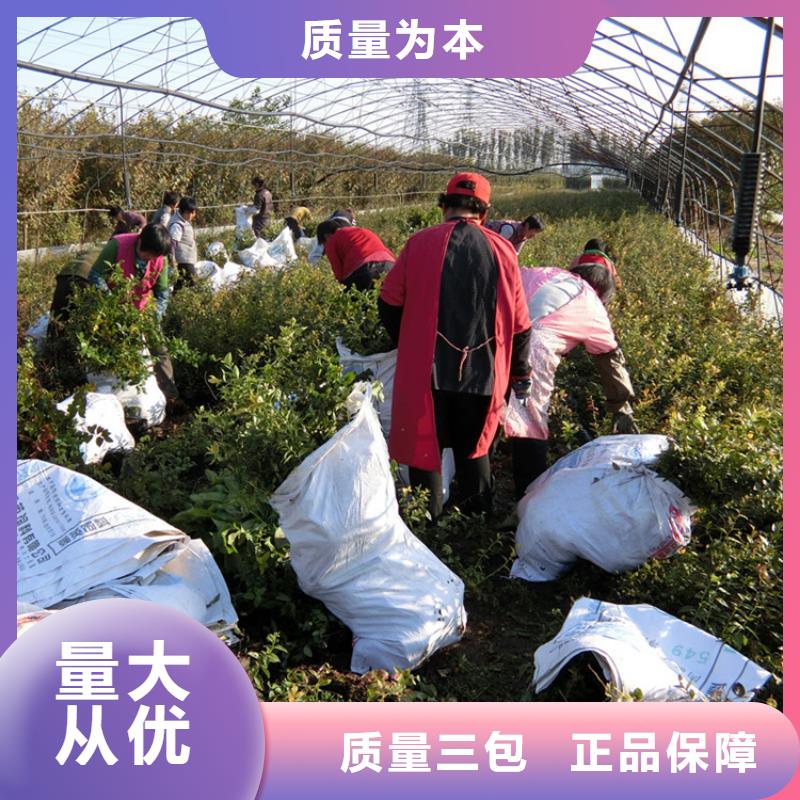 蓝莓苗苹果苗种类多质量好优选厂家