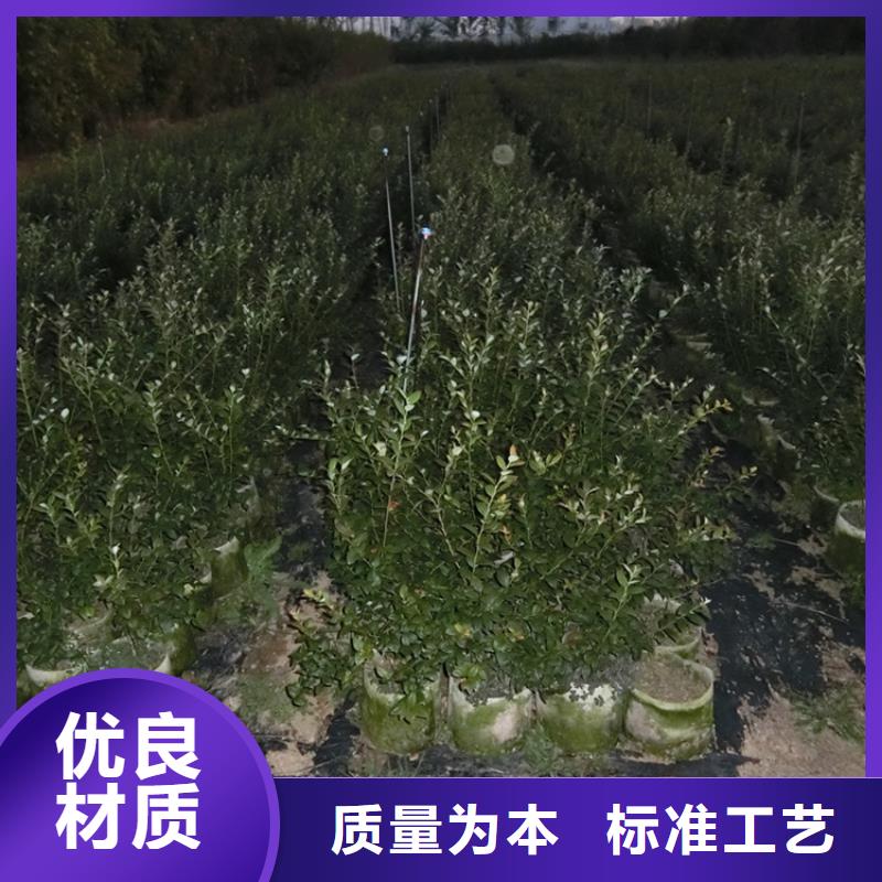 蓝莓苗苹果苗现货充裕质量为本