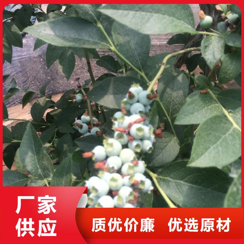 【蓝莓苗】苹果苗不断创新用心做好细节