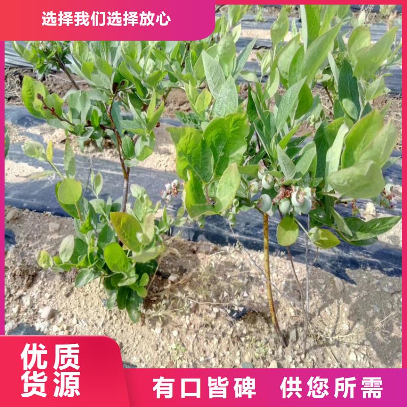 蓝莓苗西瓜番石榴苗讲信誉保质量厂家大量现货