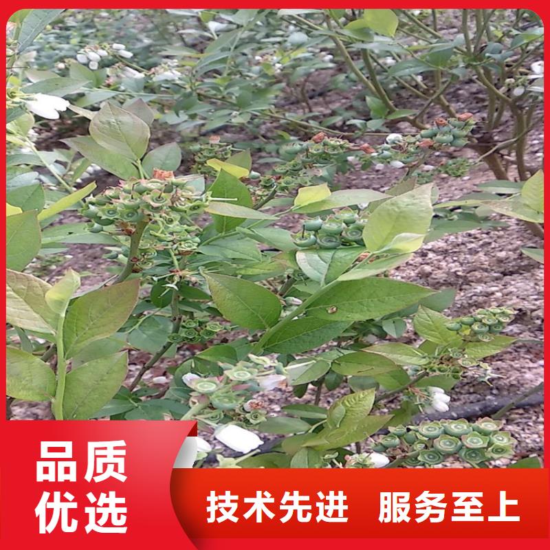 蓝莓苗3公分石榴苗多种场景适用同城公司