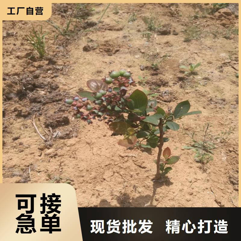 蓝莓苗苹果苗随到随提符合行业标准