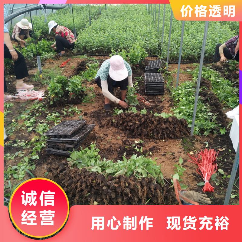 樱桃苹果苗订制批发[当地]服务商